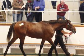 Lot  459 T O16351 Tattersalls