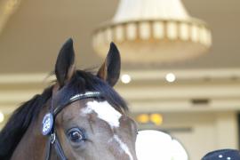 Lot  459 T O16376 Tattersalls