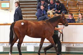 Lot  968 T Bk2 1249 Tattersalls