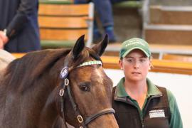 Lot  1226 T Bk2 1258 Tattersalls