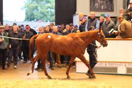 Lot  1256 T Bk2 1679 Tattersalls