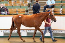 Lot  670 TBK2 0111Tattersalls