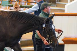 Lot  1130 TBK2822Tattersalls