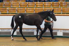 Lot  1130 TBK2816Tattersalls