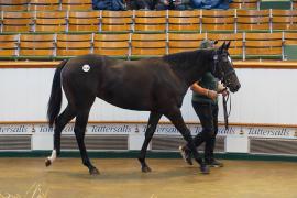 Lot  1130 TBK2831Tattersalls