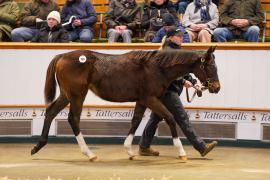 Lot  588 TDF 340Tattersalls