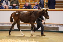 Lot  588 TDF 358Tattersalls