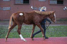 Lot  945 TDF 1865Tattersalls