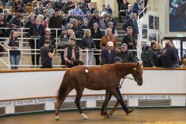 Emma Banks TBK1 6335Tattersalls