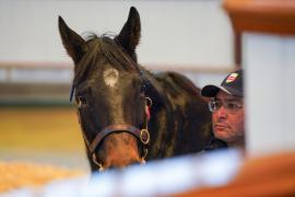 GV Close Up TDM 140Tattersalls