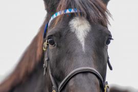 GV Close Up TDM 348Tattersalls