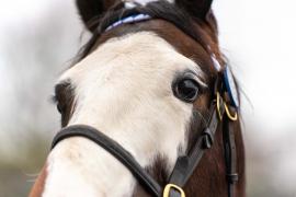 GV Close Up TDM 498Tattersalls