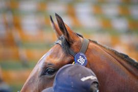 GV Ears TSS264Tattersalls