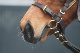 GV Frosty Nose TDF084Tattersalls