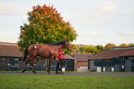 GV Further Paddocks TBK3 305Tattersalls