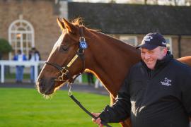 GV Lot 100 Sunlight TDY 1039Tattersalls