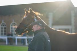 GV Lot 100 Sunlight TDY 1142Tattersalls