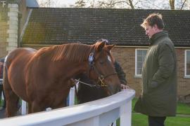 GV Lot 100 TDY 1111Tattersalls