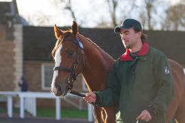 GV Lot 104 Sunlight TDY 1038Tattersalls