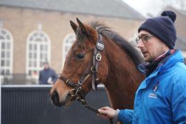 GV Lot 1051 TDF118Tattersalls