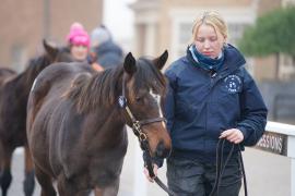 GV Lot 1062 TDF140Tattersalls