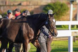 GV Lot 107 TDY 1094Tattersalls