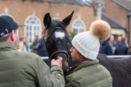 GV Lot 1119 TDF 651Tattersalls