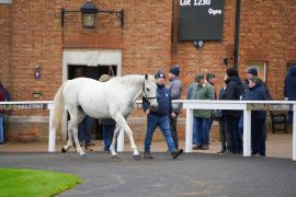 GV Lot 1236 And Richie TDM 057Tattersalls