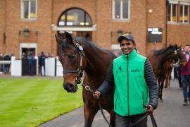 GV Lot 1239 And Pasha TDM 061Tattersalls