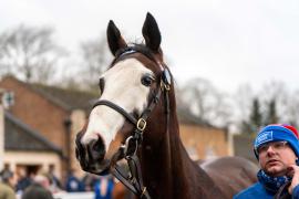 GV Lot 1328 TDM 584Tattersalls