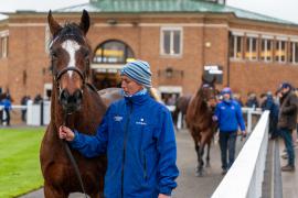 GV Lot 1330 And Josie Cavey TDM 395Tattersalls