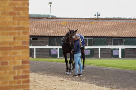 GV Lot 159 SHIT1226Tattersalls