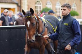 GV Lot 160 SHIT1207Tattersalls