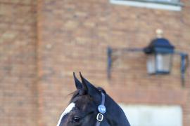 GV Lot 1761 TBK3 431Tattersalls