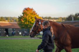 GV Lot 1772 TBK3 401Tattersalls