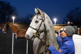 GV Lot 187 TDY 1562Tattersalls2583