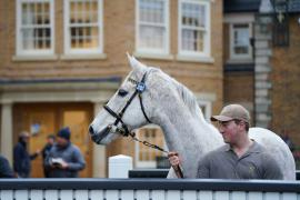 GV Lot 2083 And Reuben Davies TDM 022Tattersalls