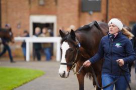 GV Lot 2159 And Becky Marsh TDM 394Tattersalls