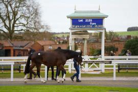 GV Lot 2159 TDM 281Tattersalls