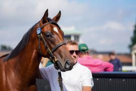 GV Lot 335 TSS778Tattersalls