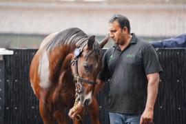 GV Lot 406 TSS1646Tattersalls