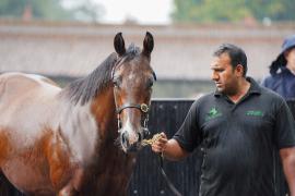 GV Lot 406 TSS1654Tattersalls