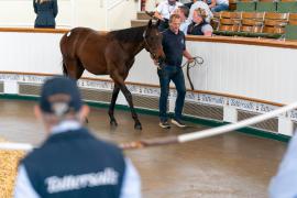 GV Lot 47 TSS318Tattersalls