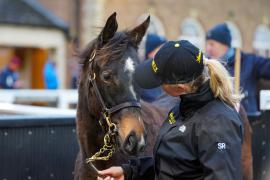 GV Lot 588 TDF 422Tattersalls