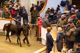 GV Lot 605 Ring TDF 505Tattersalls