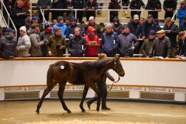 GV Lot 624 TDF 966Tattersalls