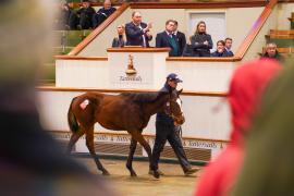 GV Rostrum Lot 620 TDF 725Tattersalls