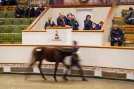 GV Rostrum Matt Hall TDF 863Tattersalls