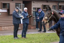 Larry Stratton TDM 0761Tattersalls