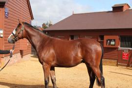 Lot  100 T B10114 Tattersalls